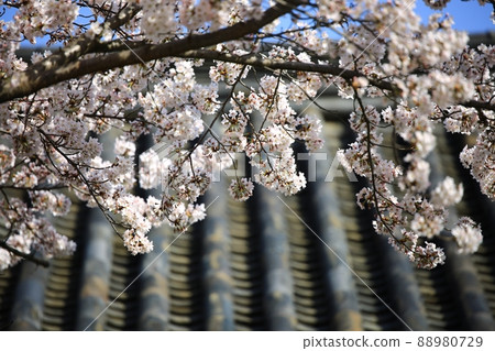 Spring scenery, Seokgat's Day Spring scenery, Seokgat's Day 88980729