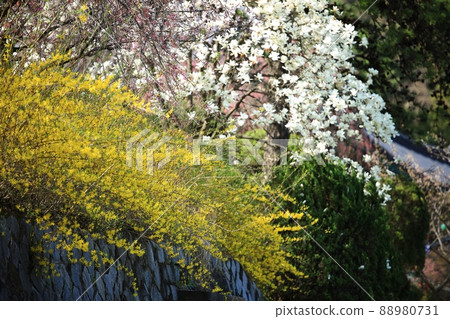 Spring scenery, Seokgat's Day Spring scenery, Seokgat's Day 88980731
