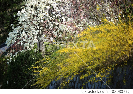 Spring scenery, Seokgat's Day Spring scenery, Seokgat's Day 88980732