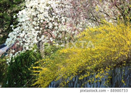Spring scenery, Seokgat's Day 88980733