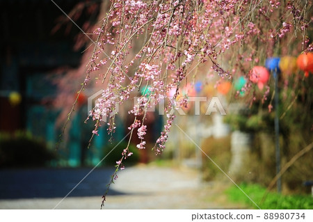 Spring scenery, Seokgat's Day Spring scenery, Seokgat's Day 88980734