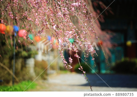 Spring scenery, Seokgat's Day Spring scenery, Seokgat's Day 88980735