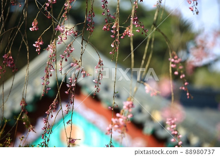 Spring scenery, Seokgat's Day Spring scenery, Seokgat's Day 88980737