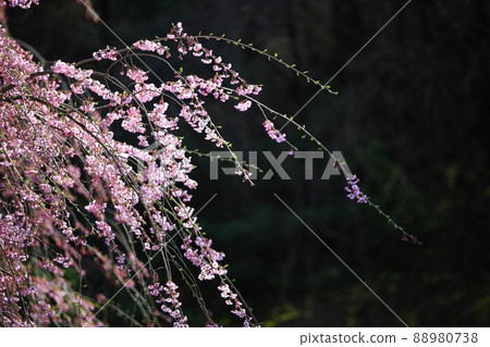 Spring scenery, Seokgat's Day Spring scenery, Seokgat's Day 88980738