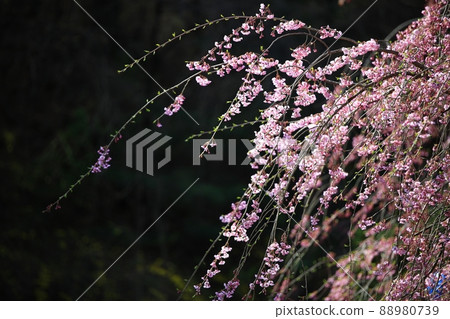 Spring scenery, Seokgat's Day Spring scenery, Seokgat's Day 88980739