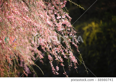 Spring scenery, Seokgat's Day 88980741
