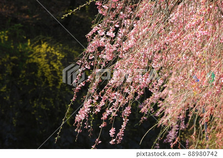 春天的風景,石甲節 春天的風景,石甲節 88980742