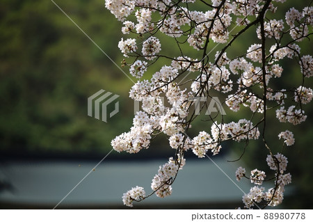 Spring scenery, Seokgat's Day Spring scenery, Seokgat's Day 88980778