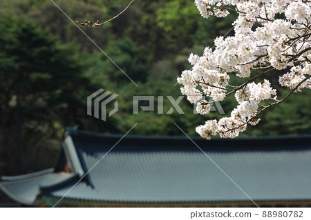 Spring scenery, Seokgat's Day Spring scenery, Seokgat's Day 88980782