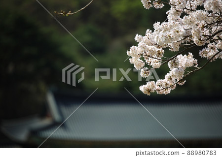 春天的風景,石甲節 春天的風景,石甲節 88980783