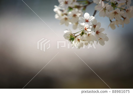 春日,佛誕 春日,佛誕 88981075