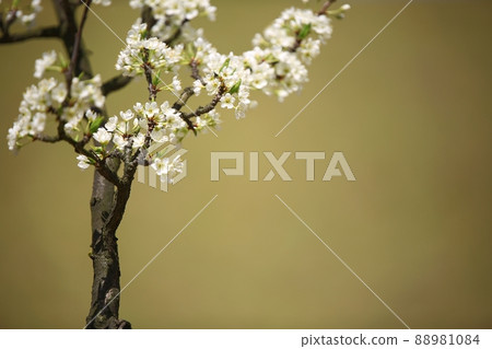 Spring Days, Buddha's Birthday 88981084