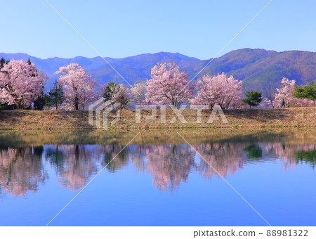 櫻花在長野縣伊那市的六條路的銀行 櫻花在長野縣伊那市的六條路的銀行 88981322