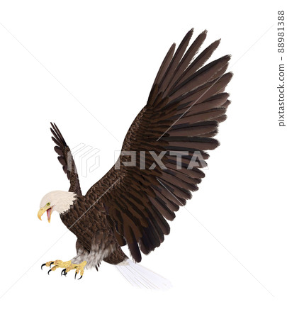 Hakutowashi ☆ Baekdu Eagle 88981388