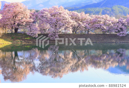 Cherry blossoms at the bank of six roads in Ina City, Nagano Prefecture 88981524