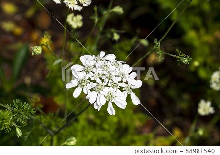 Orlaya flowers Orlaya flowers 88981540
