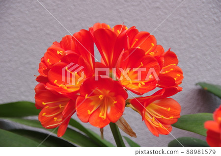 君子蘭花君子蘭花橙君子蘭 88981579