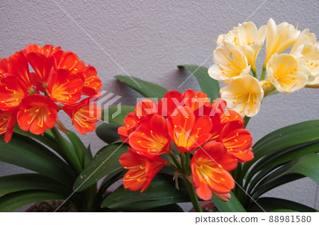 君子蘭花君子蘭花橙君子蘭 88981580