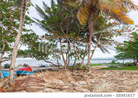 Coastal view of Samana Bay Coastal view of Samana Bay 88981657