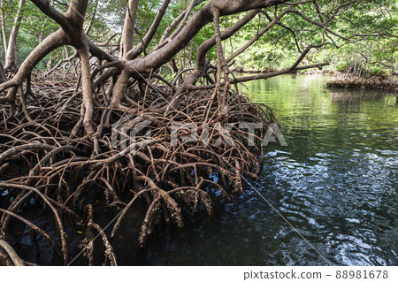 Mangrove trees growing in water. Natural photo Mangrove trees growing in water. Natural photo 88981678