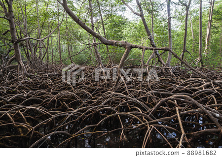 Roots of mangrove trees growing in water Roots of mangrove trees growing in water 88981682