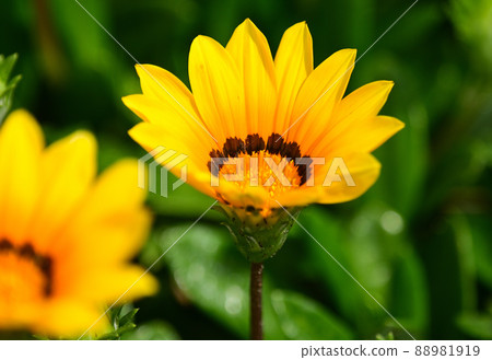 Yellow Gazania 88981919