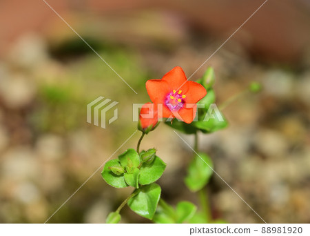 Small flower red chickweed 88981920