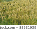 Wheat field 88981939