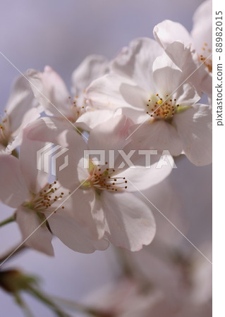 Sakura 0104 88982015