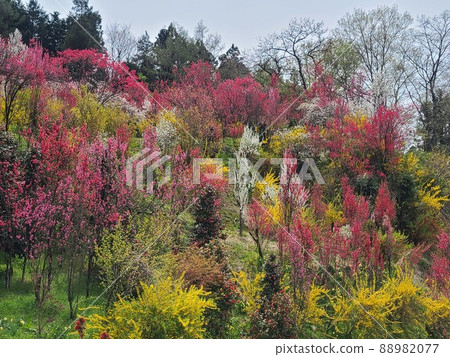 "Hanayashiki Park" in Iino, a new attraction in Fukushima 88982077