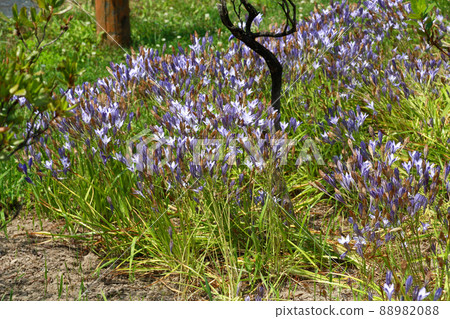 Purple cute flowers 88982088