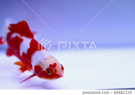 Goldfish with a heart pattern 88982129
