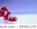 Goldfish with a heart pattern 88982130