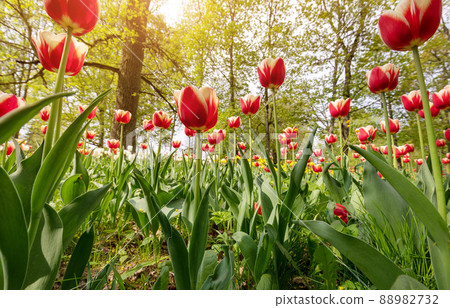 Closeup view of the young red and yellow tulips. 88982732