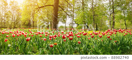 Forest park with young red and white tulips. Forest park with young red and white tulips. 88982740