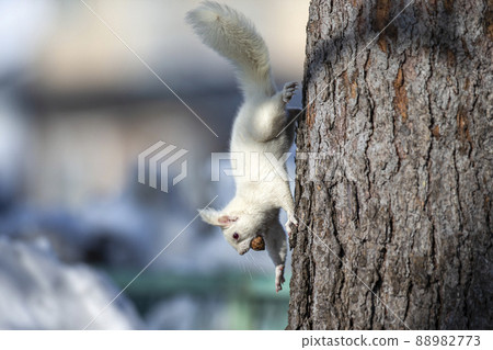 White squirrel Ezo squirrel albino Hokkaido white squirrel 88982773