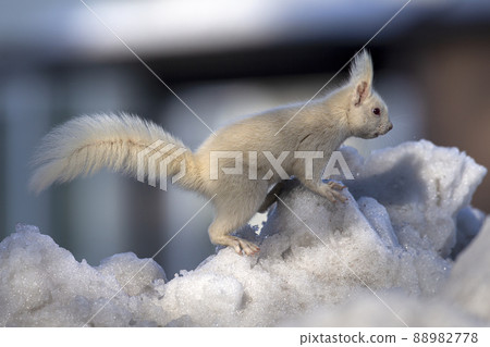 White squirrel Ezo squirrel albino Hokkaido white squirrel White squirrel Ezo squirrel albino Hokkaido white squirrel 88982778