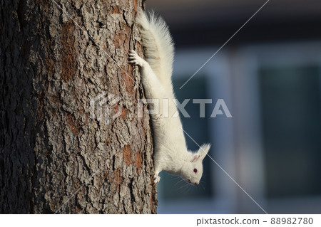 White squirrel Ezo squirrel albino Hokkaido white squirrel 88982780