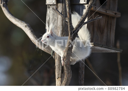 White squirrel Ezo squirrel albino Hokkaido white squirrel White squirrel Ezo squirrel albino Hokkaido white squirrel 88982784