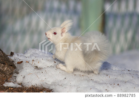 White squirrel Ezo squirrel albino Hokkaido white squirrel 88982785
