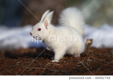 White squirrel Ezo squirrel albino Hokkaido white squirrel White squirrel Ezo squirrel albino Hokkaido white squirrel 88982788