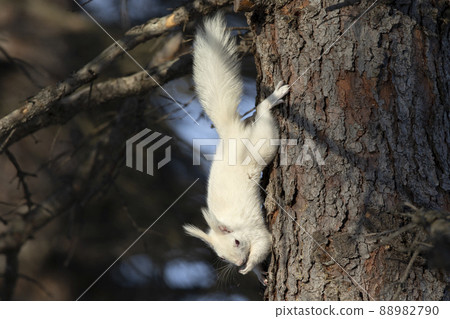 White squirrel Ezo squirrel albino Hokkaido white squirrel White squirrel Ezo squirrel albino Hokkaido white squirrel 88982790