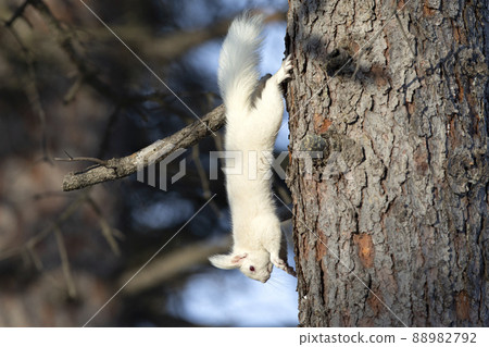 White squirrel Ezo squirrel albino Hokkaido white squirrel White squirrel Ezo squirrel albino Hokkaido white squirrel 88982792