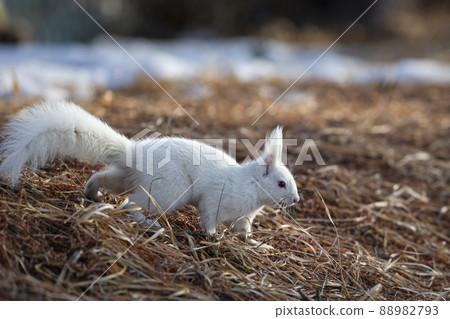 White squirrel Ezo squirrel albino Hokkaido white squirrel White squirrel Ezo squirrel albino Hokkaido white squirrel 88982793