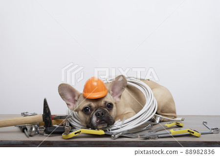 Bulldog dog in a red protective construction helmet lies on wrenches on a white background, celebrating Labor Day. The dog looks sadly into the camera and has a coil of cable around its neck. 88982836
