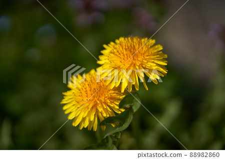 Close-up and copy space of dandelions growing in spring light 88982860