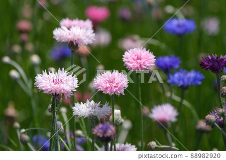 Ise Tsumuracho "Hanakaido" 88982920