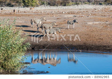 Giraffes an Impalas near a waterhole 88982965