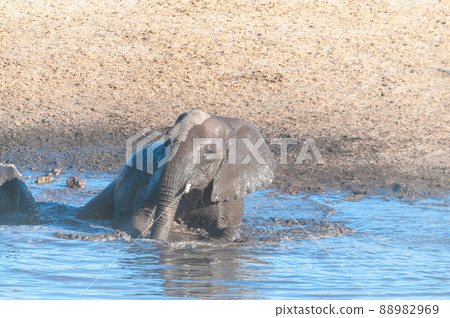 A young African Elephant Bathing in a waterhole 88982969