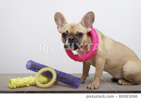 A bulldog dog sits on a yellow background next to multi-colored toys of different bright colors, wearing a rubber ring around his neck.  88983086